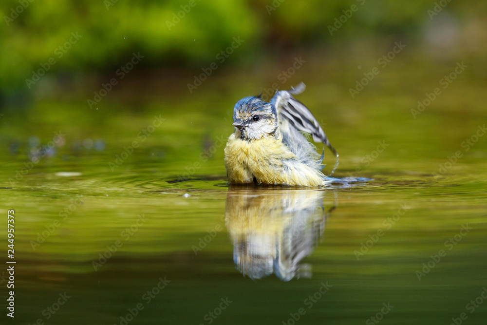 Eurasian Blue Tit taking a bath with a nice reflection in the water in the forest- The Netherlands Eurasian Blue Tit taking a bath with a nice reflection in the water in the forest- The Netherlands