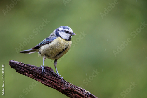 Eurasian Blue Tit on a branch in the forest- The Netherlands