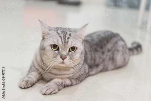 Portrait of a scottish fold cat.Face of scottish fold cat