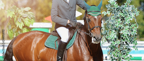 Koń i jeździec szczawi ujeżdżenia w mundurze wykonywania skoków w konkursie skoków pokazowych. Tło jeździeckie. Portret konia z Chesnut podczas zawodów ujeżdżeniowych. Selektywne ustawianie ostrości.