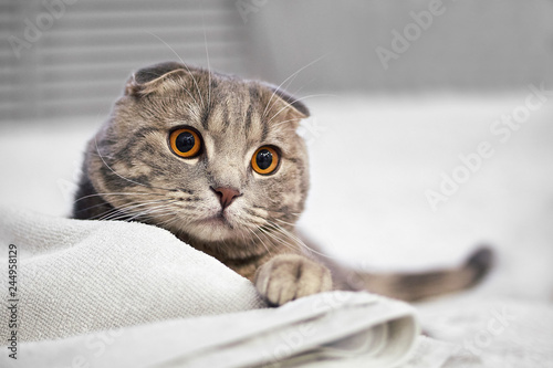 Adorable grey scottish fold tabby cat are squat on white bed in the room.