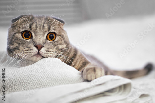 Adorable grey scottish fold tabby cat are squat on white bed in the room.