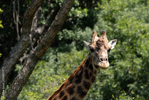A male Giraffe under an Acacia tree.