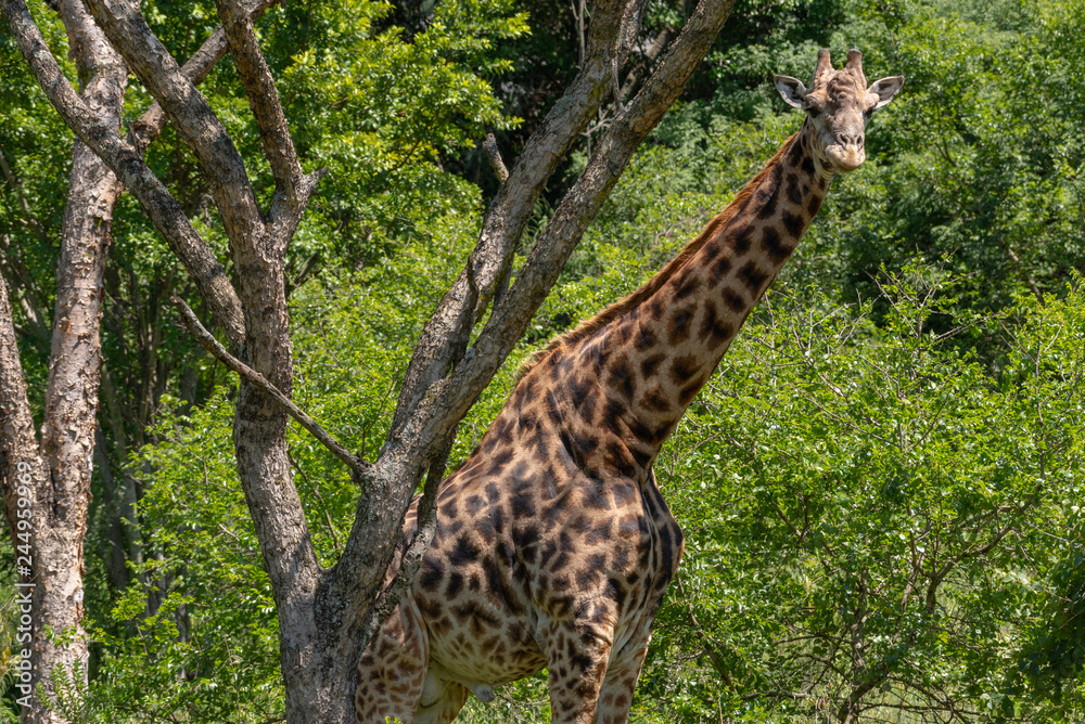 A male Giraffe under an Acacia tree. A male Giraffe under an Acacia tree.