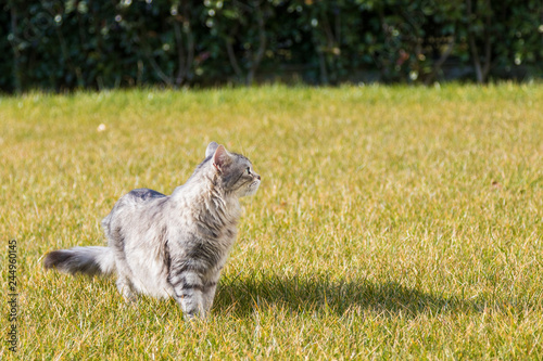 Siberian cat outdoor on the grass green, long haired kitten