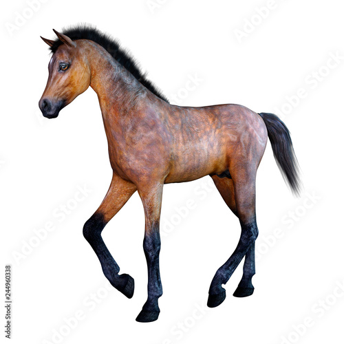 3D Rendering Horse Foal on White