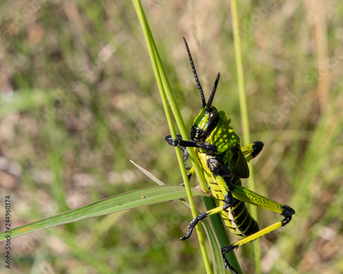 A close view of a Green Milkweed Locust. photo