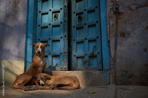 Photography In the streets of Indian cities there are a lot of wild dogs living off the remains they find