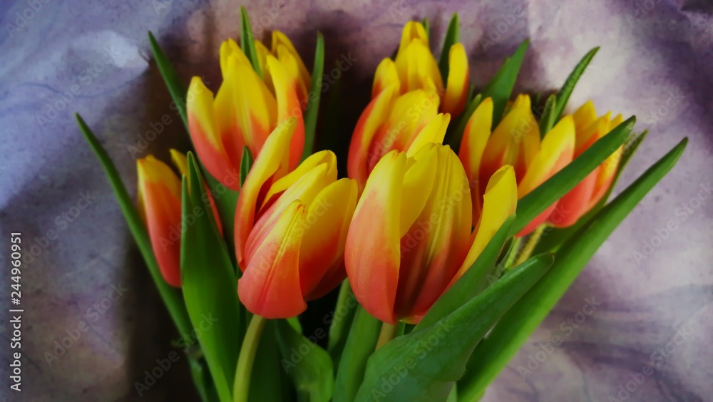 Fototapeta premium Tulpen 4