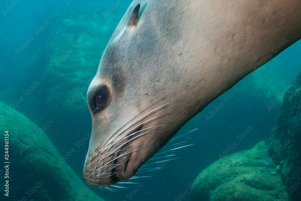Obraz premium Head of a Sea Lion showing the eye, ear, mouth and the whiskers