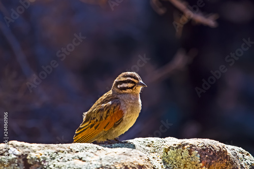 Small Cape Bunting sunning in early morning photo