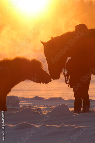 Pony, horse and their owner at cold outside when sun is setting at afternoon in Southern Finland.