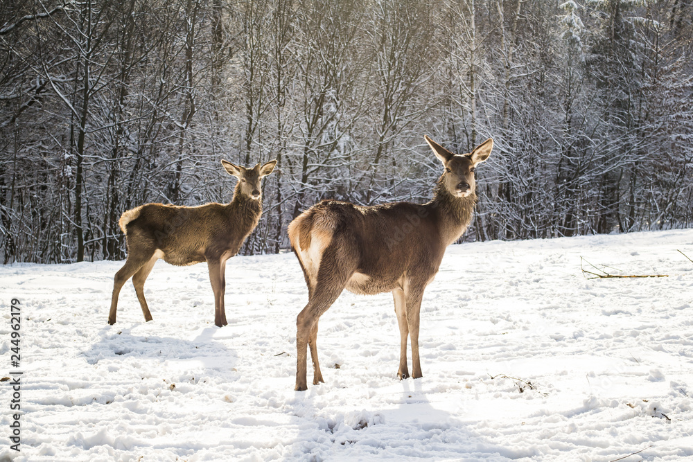 fallow deer in winter
