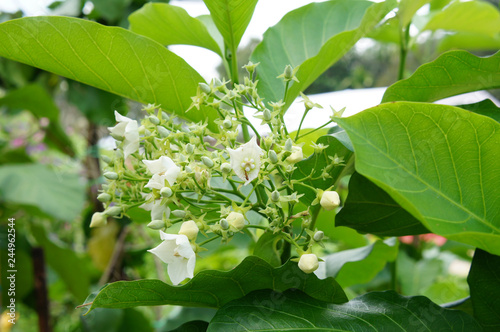 Bread Flower or Vallaris Glabra plant. In Malay it is called Kesidang. Growing up in tropical regions. Widely used as herbs in traditional medicine. photo