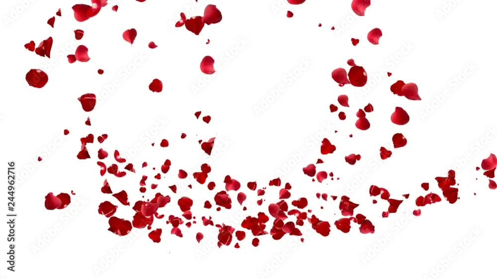 Comet heart of the red petals roses. Comet heart of the red petals roses.
