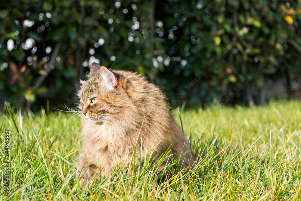 Siberian cat outdoor on the grass green, Female brown hair