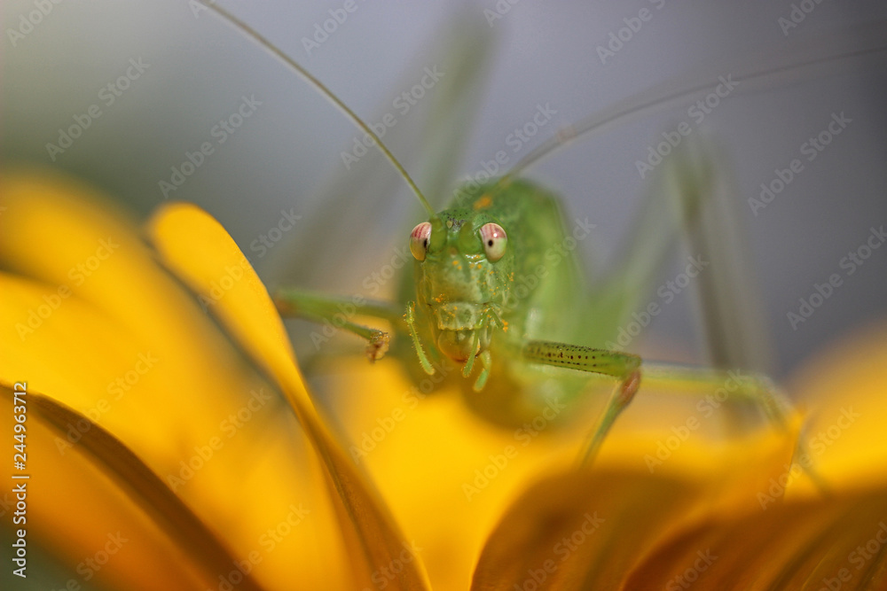 Fototapeta premium green grasshopper sitting on a flower
