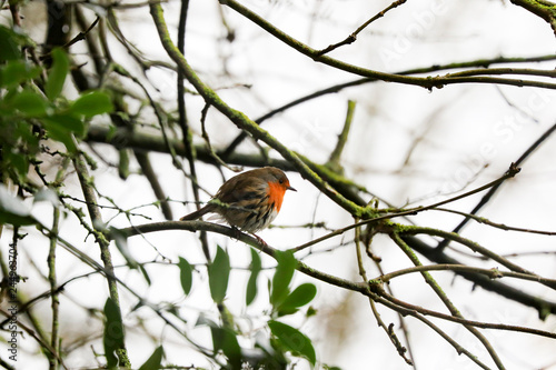 a wet Robin sings for his supper