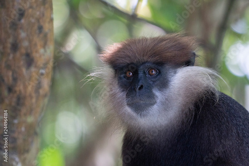 Purple-Faced Langur