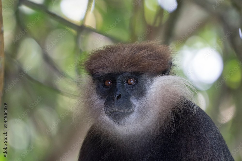 Fototapeta premium Purple-Faced Langur