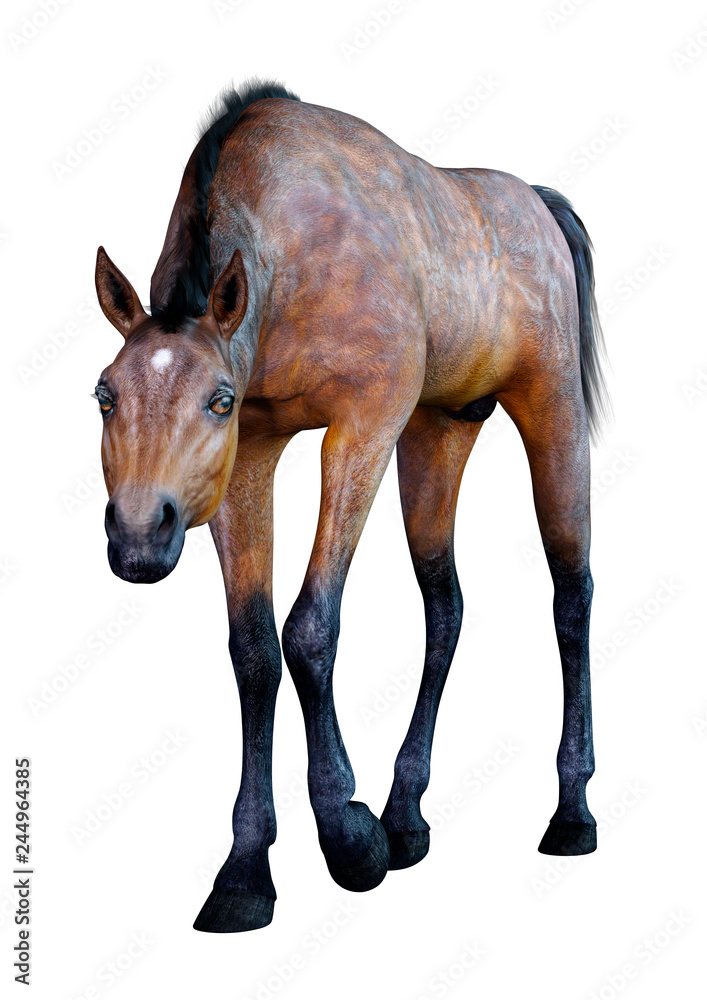 Obraz premium 3D Rendering Horse Foal on White