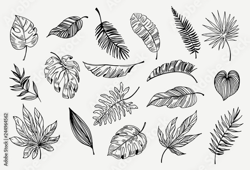 Set of outline tropical leaves. Hand drawn illustration converted to vector