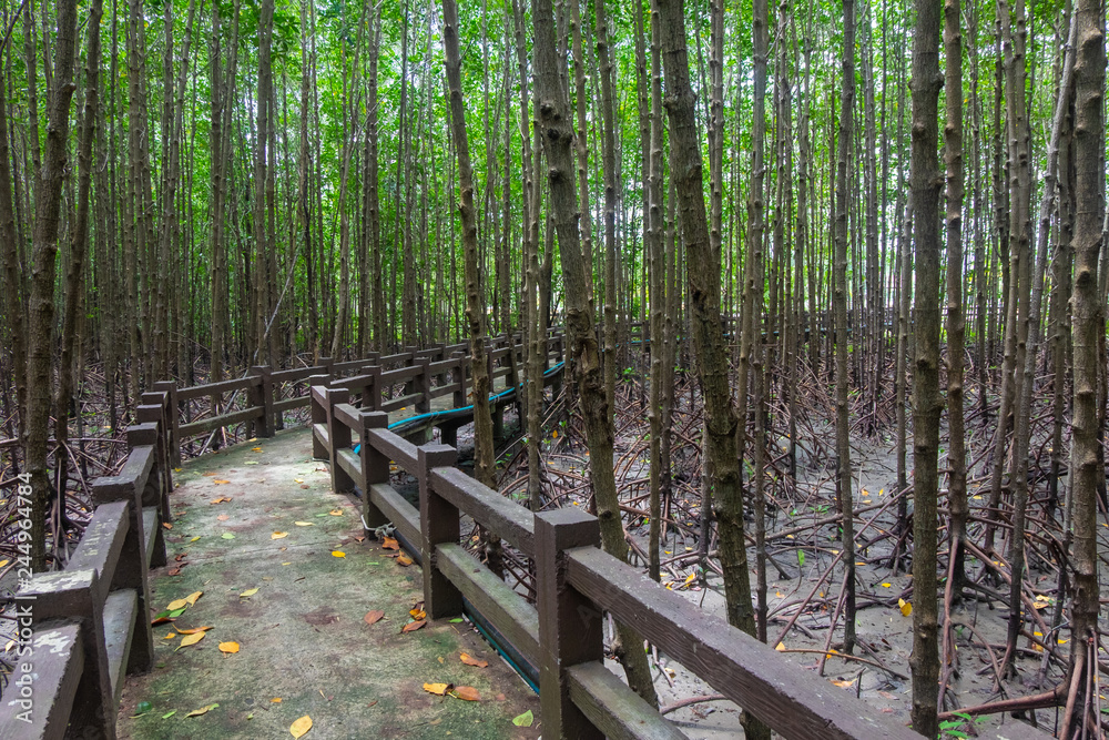 Mangroves forest in satun province, Thailand. Mangroves forest in satun province, Thailand.