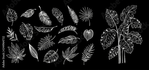 Set of outline tropical leaves. Hand drawn illustration converted to vector