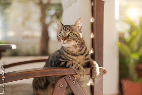 Cute short hair at the garden sittion on a chair outdoors, playing outside on a sunny day photo