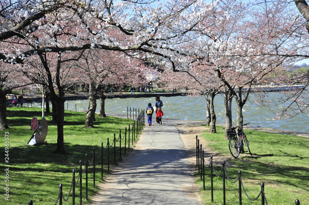 Visitors to the DC head towards the Tidal Basin to view the blooming cherry blossoms.