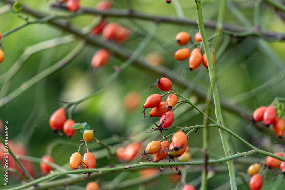 rose hips on a branch rose hips on a branch