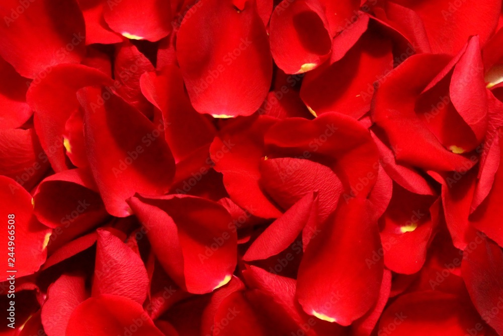 Rosenblütenblätter Rosenblütenblätter