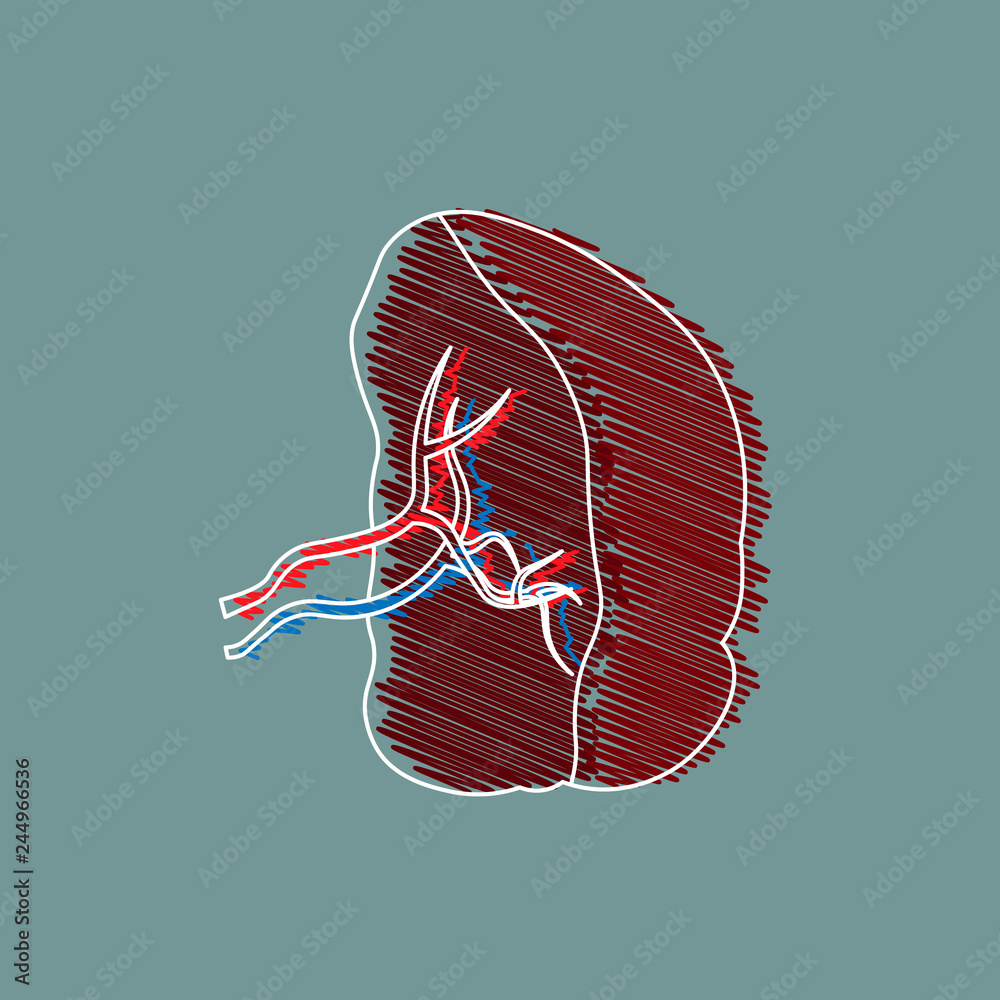 medical Illustration stylized drawing . Cartoon Illustration of a Spleen.  Human Internal Organs. Stock Vector | Adobe Stock