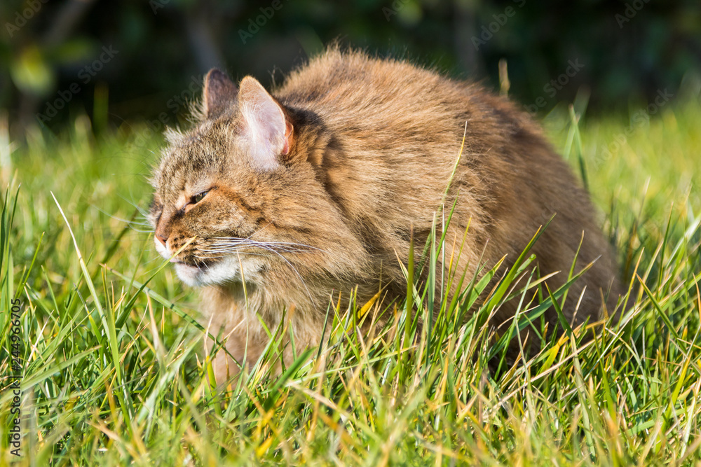 Siberian cat outdoor on the grass green, long haired pet female Siberian cat outdoor on the grass green, long haired pet female