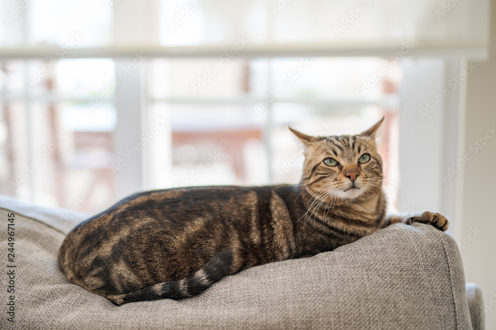 Beautiful short hair cat lying on the sofa at home