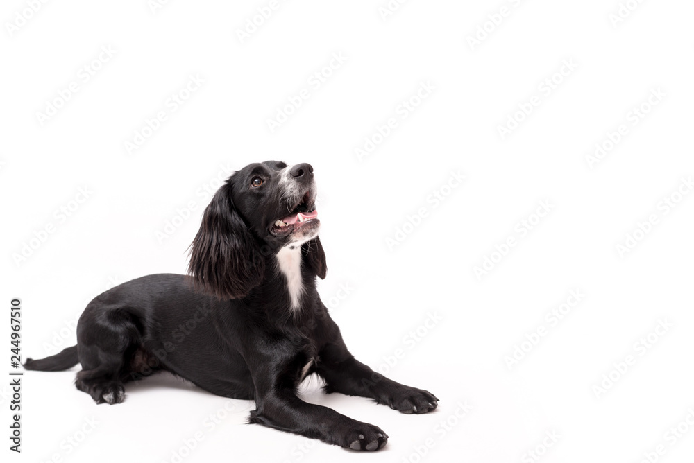 a black and white border collie photo shoot isolated on white background a black and white border collie photo shoot isolated on white background