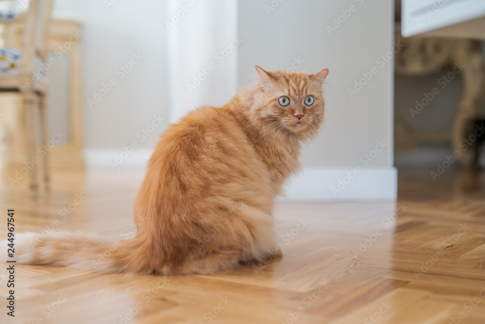 Beautiful ginger long hair cat walking around the house, sitting on the floor at home