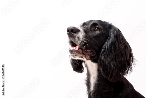 a black and white border collie photo shoot isolated on white background