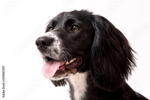 a black and white border collie photo shoot isolated on white background © Life in Pixels