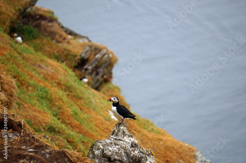 puffins at the Skellig islands photo