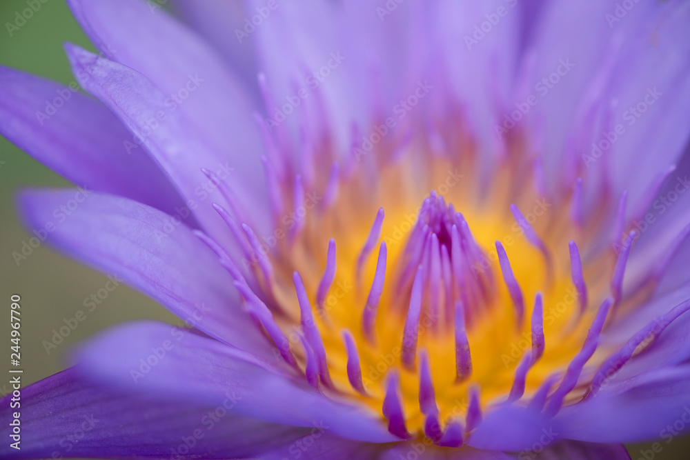 Close up yellow pollen of violet lotus or water lily. Image and macro photography concept. Close up yellow pollen of violet lotus or water lily. Image and macro photography concept.
