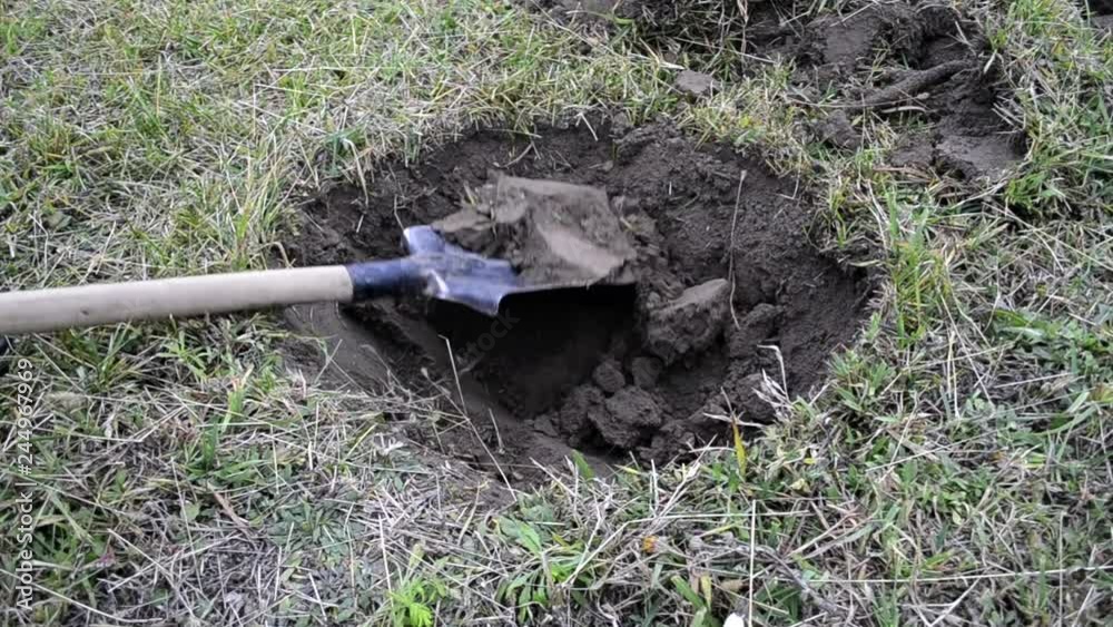 A man with a shovel is digging a hole in the ground, removing the grass layer. Digging the earth with a shovel. Farming, grass and shovel.