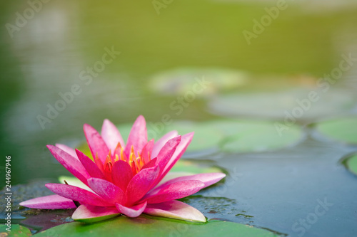 Beautiful light pink of water lily or lotus with yellow pollen on surface of water in pond. Side view and peace concept.