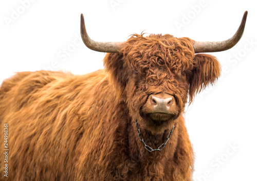 Scottish cow on white background isolated
