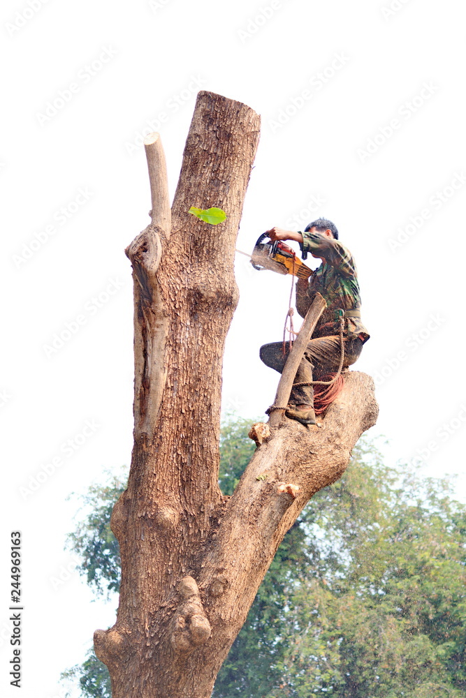 People are cutting down trees with a chainsaw engine. People are cutting down trees with a chainsaw engine.