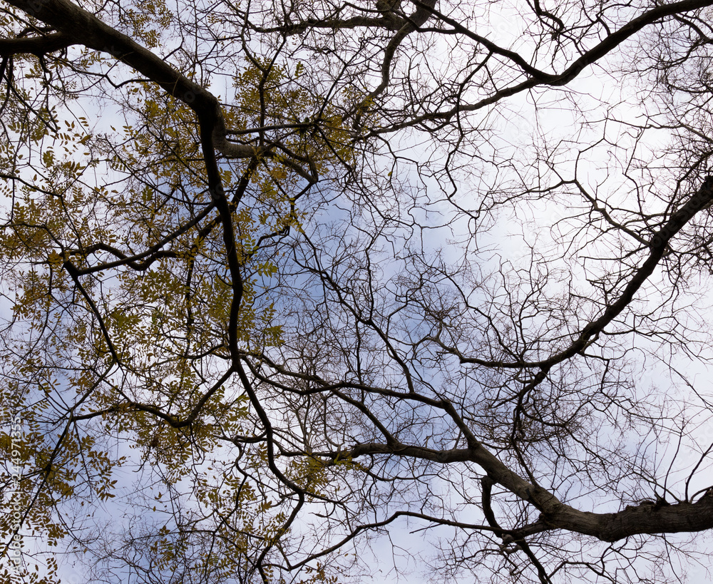 branches of trees with leaves on the background of the sky branches of trees with leaves on the background of the sky