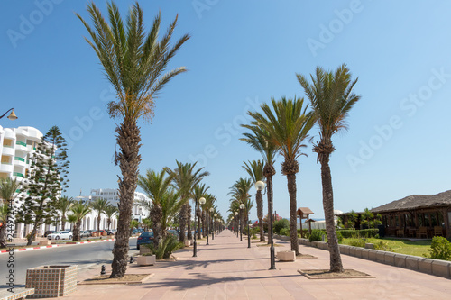 Palm-tree lined promenade with lampposts Yasmine Hammamet  Tunisia