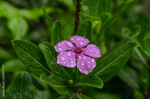 Wallpaper Mural pink flower after rain, dew Torontodigital.ca