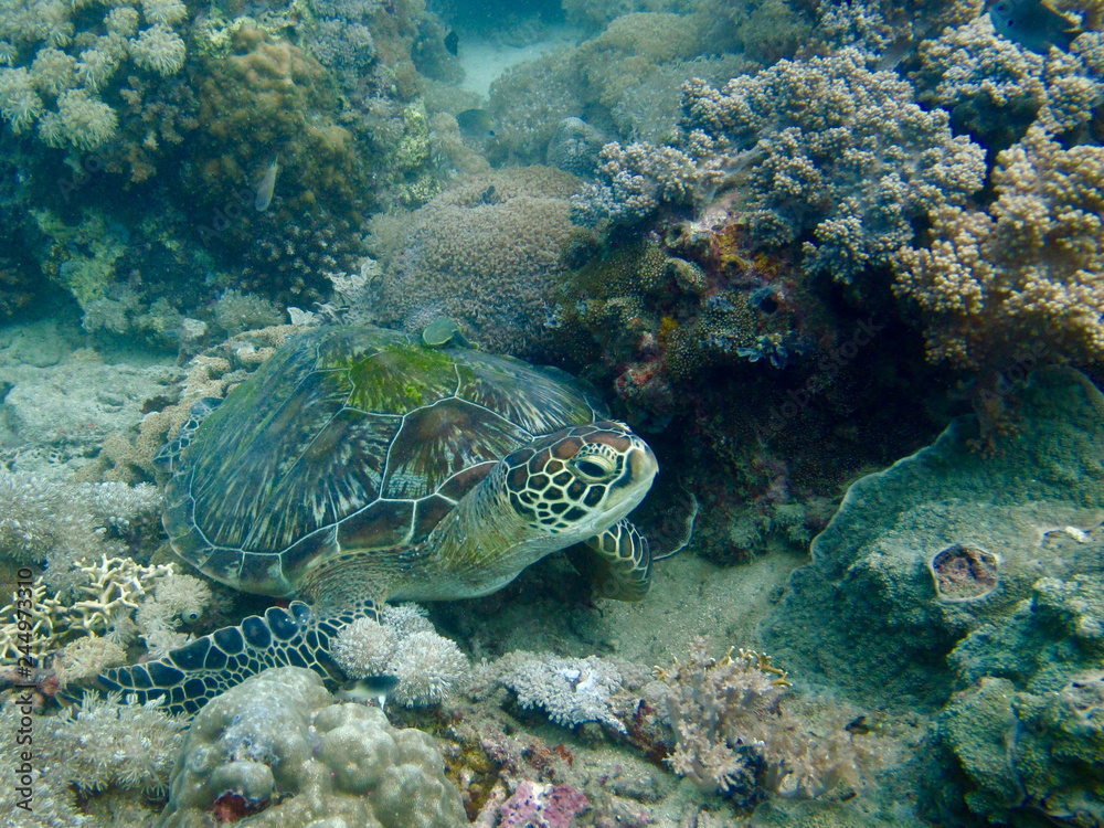 Green turtle underwater Green turtle underwater