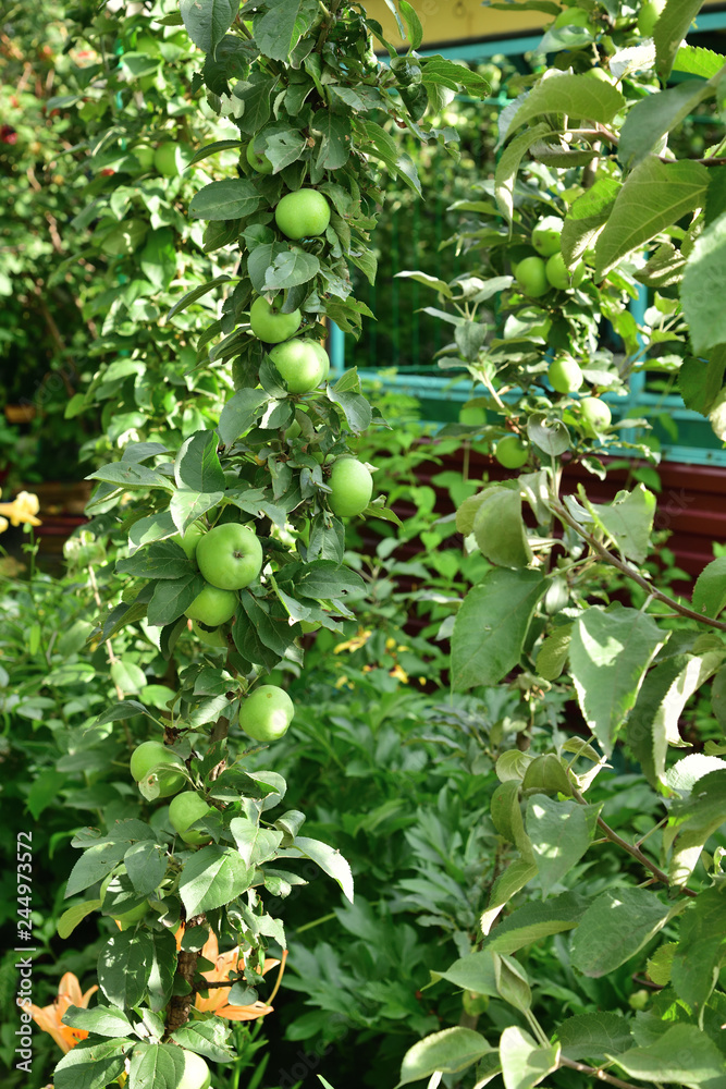 The columnar apple is natural clone of an apple tree that has no side branches The columnar apple is natural clone of an apple tree that has no side branches